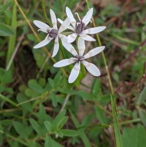 Wurmbea dioica subsp. dioica at West Wodonga, VIC - 24 Sep 2021 04:04 PM