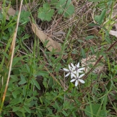 Wurmbea dioica subsp. dioica at West Wodonga, VIC - 24 Sep 2021 04:04 PM