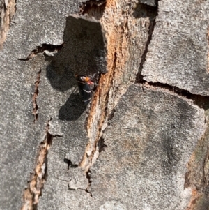 Eurymeloides bicincta at Murrumbateman, NSW - 26 Sep 2021
