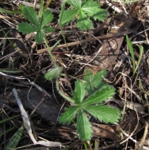 Potentilla recta at Hall, ACT - 26 Sep 2021