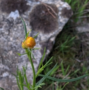 Xerochrysum viscosum at West Wodonga, VIC - 24 Sep 2021 04:06 PM