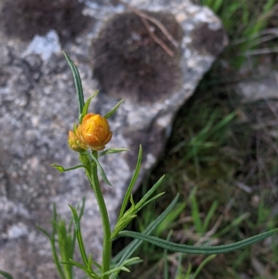 Xerochrysum viscosum (Sticky Everlasting) at Wodonga - 24 Sep 2021 by Darcy