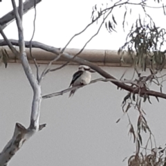 Dacelo novaeguineae (Laughing Kookaburra) at Bruce, ACT - 21 Sep 2021 by alell