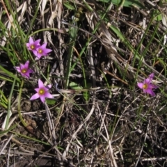 Romulea rosea var. australis (Onion Grass) at Hall Cemetery - 26 Sep 2021 by pinnaCLE