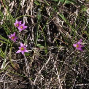 Romulea rosea var. australis at Hall, ACT - 26 Sep 2021