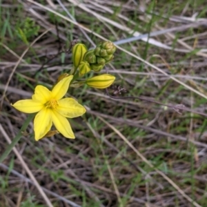 Bulbine bulbosa at West Wodonga, VIC - 24 Sep 2021 04:20 PM