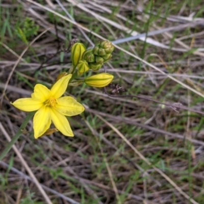 Bulbine bulbosa (Golden Lily) at Wodonga - 24 Sep 2021 by Darcy