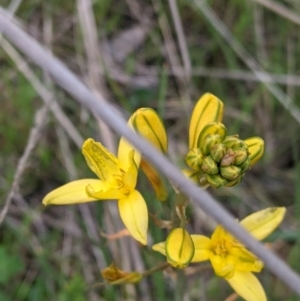 Bulbine bulbosa at West Wodonga, VIC - 24 Sep 2021 04:20 PM