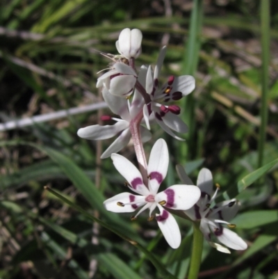 Wurmbea dioica subsp. dioica (Early Nancy) at Hall Cemetery - 26 Sep 2021 by pinnaCLE