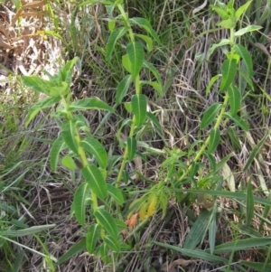 Euphorbia oblongata at Hall, ACT - 26 Sep 2021 02:58 PM