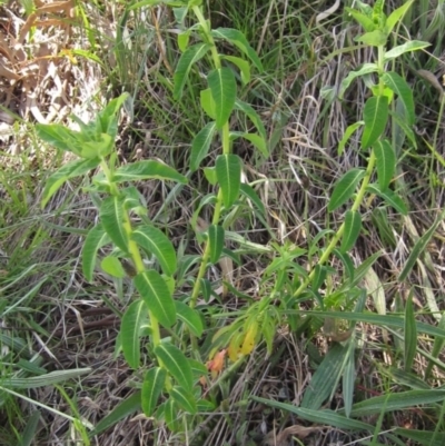 Euphorbia oblongata (Egg-leaf Spurge) at Hall Cemetery - 26 Sep 2021 by pinnaCLE