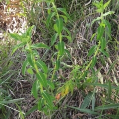 Euphorbia oblongata (Egg-leaf Spurge) at Hall Cemetery - 26 Sep 2021 by pinnaCLE