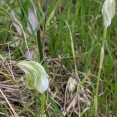 Pterostylis curta (Blunt Greenhood) at West Wodonga, VIC - 24 Sep 2021 by Darcy