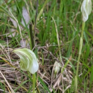 Pterostylis curta at West Wodonga, VIC - 24 Sep 2021