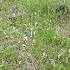 Pterostylis curta at West Wodonga, VIC - 24 Sep 2021