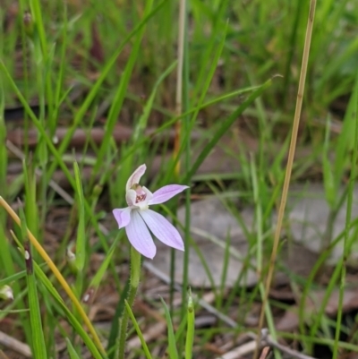 Caladenia carnea (Pink Fingers) at Felltimber Creek NCR - 24 Sep 2021 by Darcy