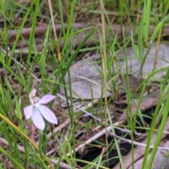 Caladenia carnea at West Wodonga, VIC - suppressed