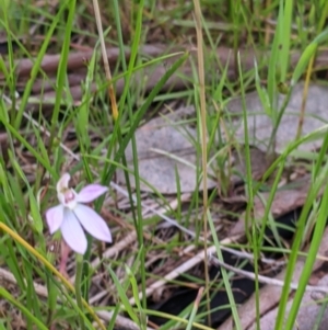 Caladenia carnea at West Wodonga, VIC - suppressed