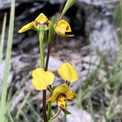 Diuris nigromontana (Black Mountain Leopard Orchid) at Black Mountain - 26 Sep 2021 by Brad