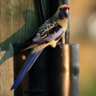 Platycercus elegans flaveolus (Yellow Rosella) at Springdale Heights, NSW - 26 Sep 2021 by PaulF