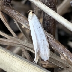 Philobota mathematica group undescribed species. (A concealer moth) at Murrumbateman, NSW - 25 Sep 2021 by SimoneC