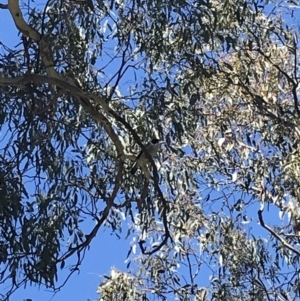 Cracticus torquatus at Curtin, ACT - 22 Sep 2021