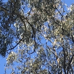 Cracticus torquatus at Curtin, ACT - 22 Sep 2021