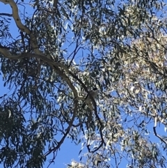 Cracticus torquatus at Curtin, ACT - 22 Sep 2021