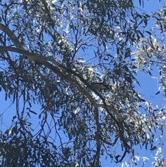 Cracticus torquatus at Curtin, ACT - 22 Sep 2021