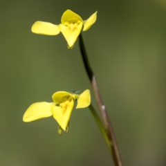 Diuris chryseopsis (Golden Moth) at Mulligans Flat - 26 Sep 2021 by CedricBear