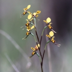 Diuris pardina (Leopard Doubletail) at Chiltern, VIC - 25 Sep 2021 by Kyliegw