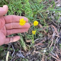 Senecio madagascariensis (Madagascan Fireweed, Fireweed) at Capital Hill, ACT - 25 Sep 2021 by NickiTaws