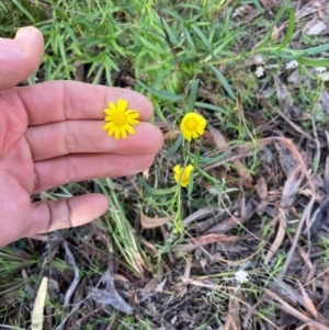 Senecio madagascariensis at Capital Hill, ACT - 25 Sep 2021