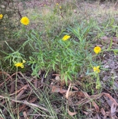 Senecio madagascariensis at Capital Hill, ACT - 25 Sep 2021 04:34 PM