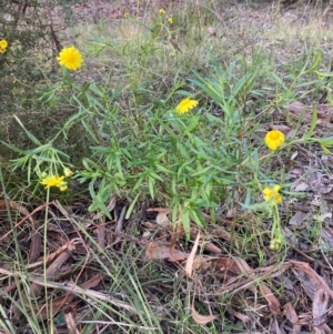 Senecio madagascariensis at Capital Hill, ACT - 25 Sep 2021