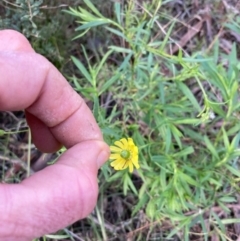 Senecio madagascariensis at Capital Hill, ACT - 25 Sep 2021