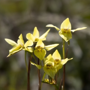 Diuris chryseopsis at Sutton, NSW - 26 Sep 2021