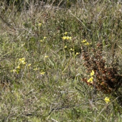 Diuris chryseopsis at Sutton, NSW - suppressed