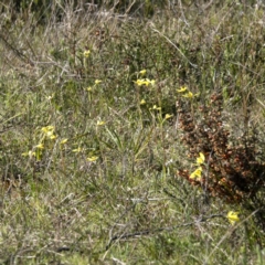 Diuris chryseopsis at Sutton, NSW - 26 Sep 2021