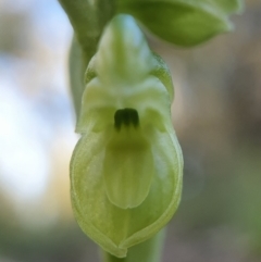 Hymenochilus muticus (Midget Greenhood) at ANBG South Annex - 26 Sep 2021 by shoko