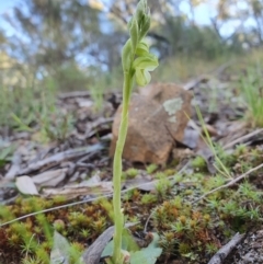 Hymenochilus muticus at Acton, ACT - suppressed