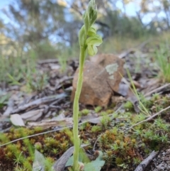 Hymenochilus muticus at Acton, ACT - 26 Sep 2021