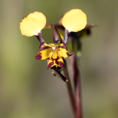 Diuris pardina (Leopard Doubletail) at Sutton, NSW - 26 Sep 2021 by CedricBear