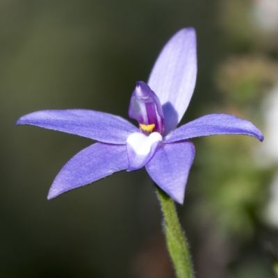 Glossodia major (Wax Lip Orchid) at Sutton, NSW - 26 Sep 2021 by CedricBear