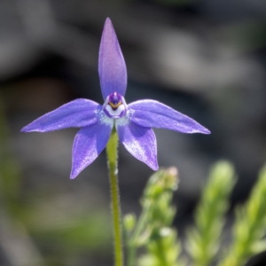 Glossodia major at Sutton, NSW - 26 Sep 2021