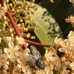 Calliphora sp. (genus) (Unidentified blowfly) at Kambah, ACT - 26 Sep 2021 by Ikkm