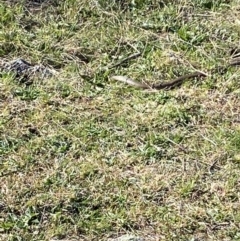 Pseudonaja textilis (Eastern Brown Snake) at Wanniassa Hill - 26 Sep 2021 by RAllen