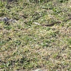 Pseudonaja textilis (Eastern Brown Snake) at Tuggeranong DC, ACT - 26 Sep 2021 by RAllen