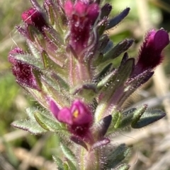 Parentucellia latifolia (Red Bartsia) at Wanniassa Hill - 26 Sep 2021 by RAllen