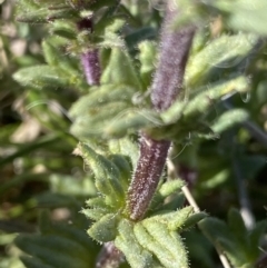 Parentucellia latifolia at Tuggeranong DC, ACT - 26 Sep 2021 03:00 PM